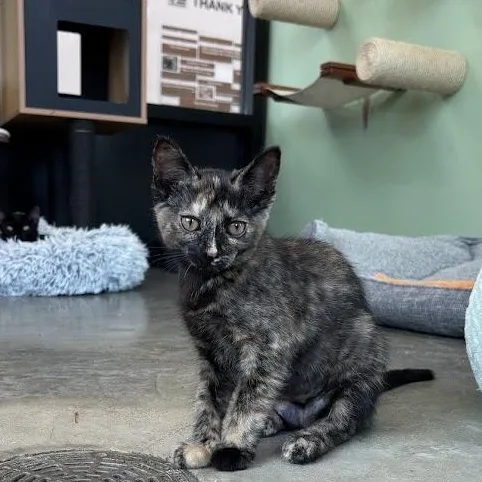 A young medium-sized female Tortoiseshell Domestic Short Hair cat named Baja Blast for adoption in Evanston, IL
