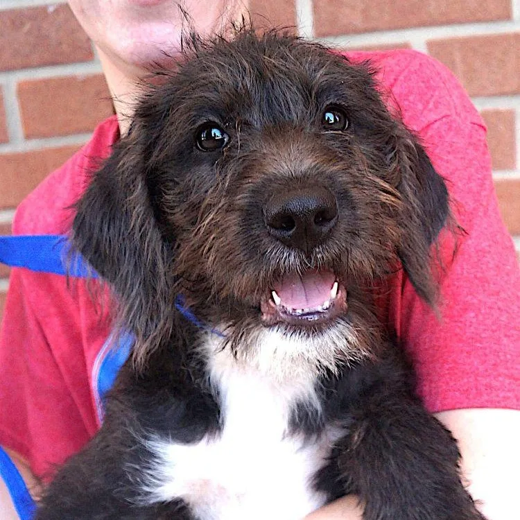 A young medium-sized female Black Schnauzer dog named Winnie for adoption in Carrollton, TX