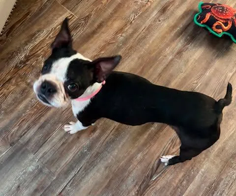 An adult small-sized female Boston Terrier dog named Ellie for adoption in Glocester, RI