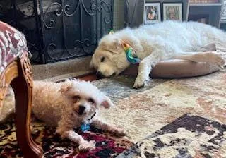 A senior small-sized female Yellow / Tan / Blond / Fawn Mixed Breed dog named Grannie for adoption in Cincinnati, OH