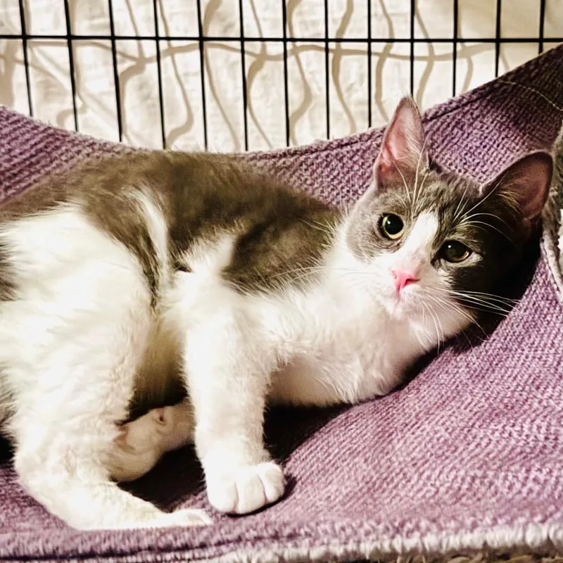 A young medium-sized female Domestic Short Hair cat named Gummy Bear for adoption in Los Angeles, CA