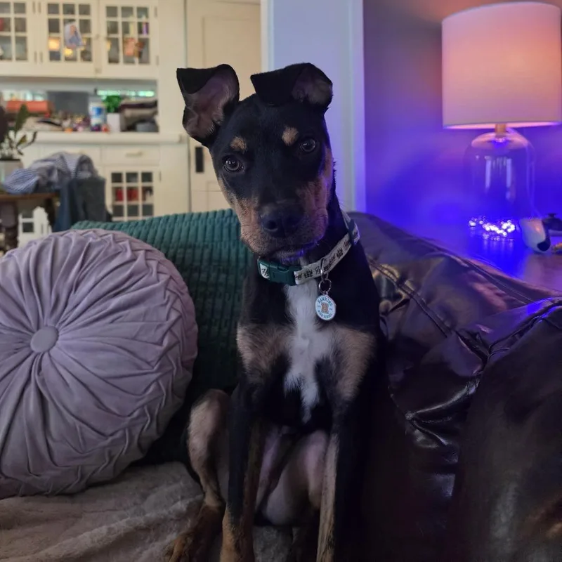 Ziggy D thumbnail 3