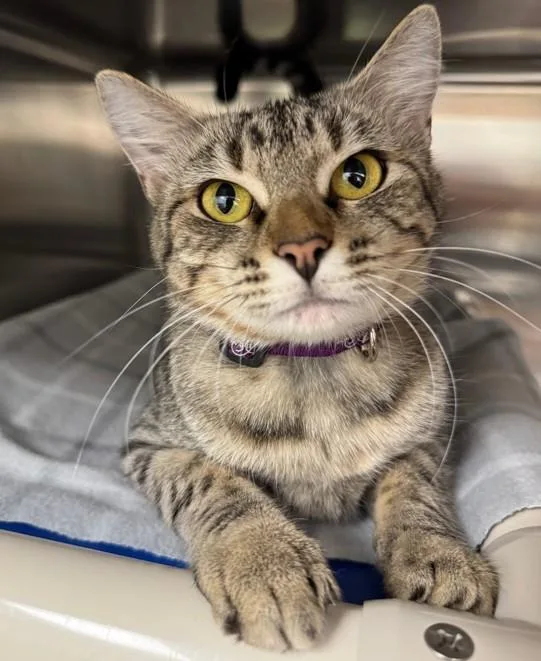 An adult medium-sized female Domestic Short Hair cat named Dorothy for adoption in Neosho, MO