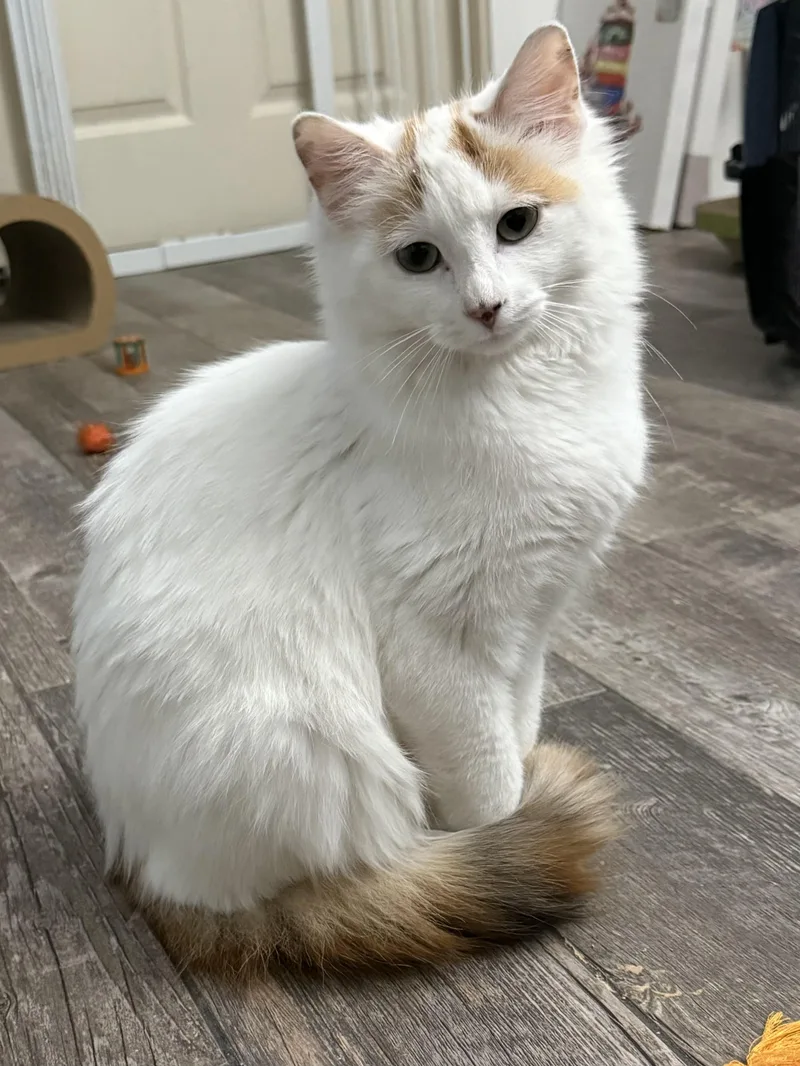 A young medium-sized female Turkish Van cat named Darlene for adoption in Blaine, MN