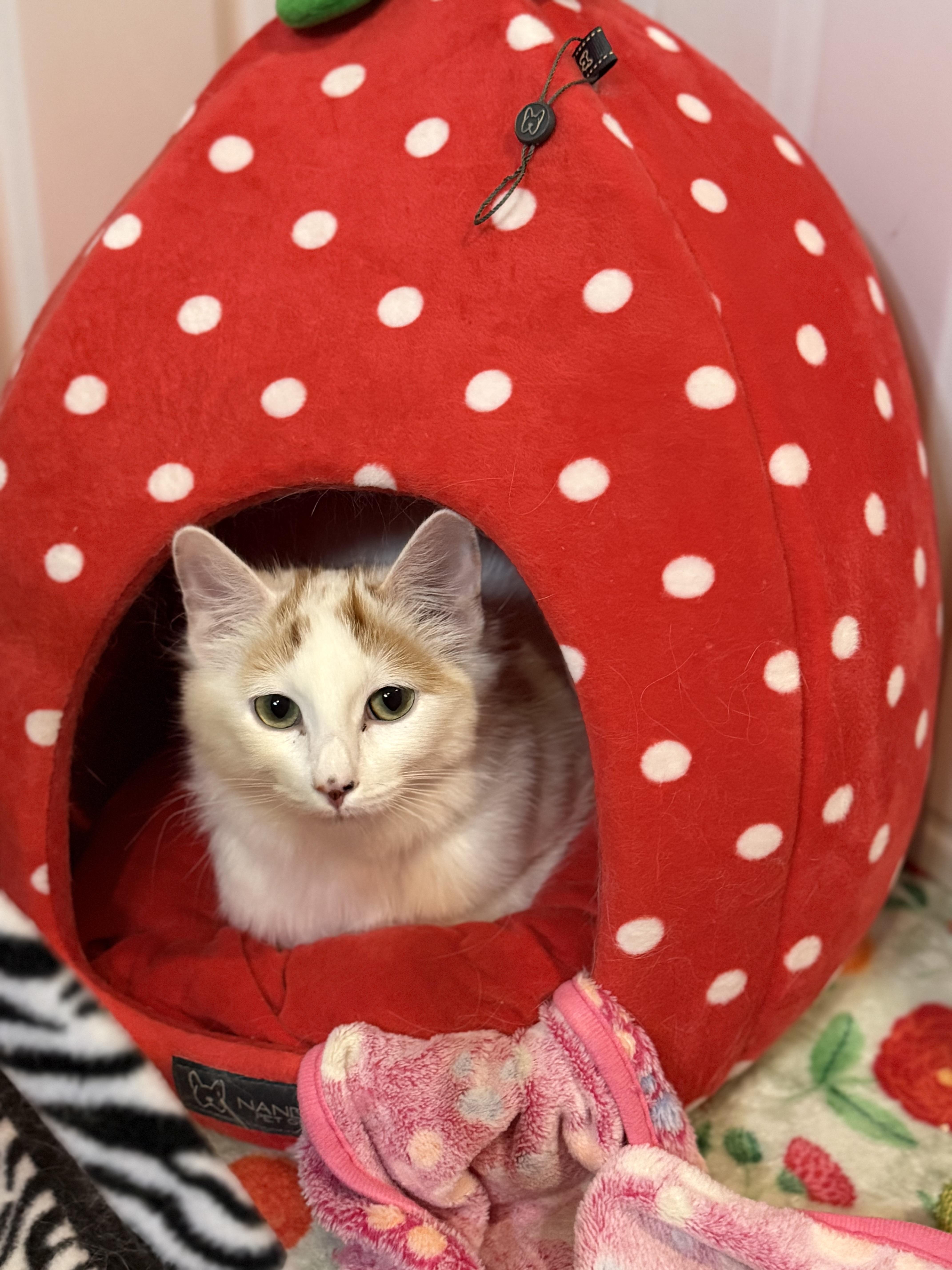 Darlene thumbnail 2
