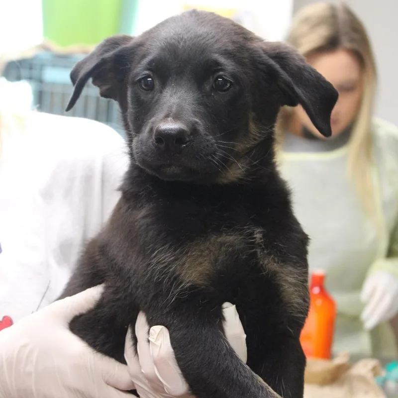 A baby small-sized female Black Shepherd dog named Strawberry Shortcake for adoption in Cleveland, MS