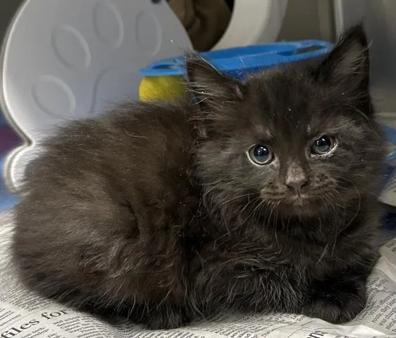 A baby small-sized male Domestic Medium Hair cat named Moss for adoption in Clinton Township, MI