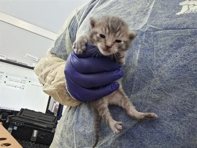 A baby medium-sized female Domestic Short Hair cat named Akemi for adoption in Dallas, TX