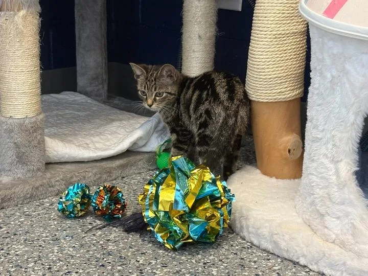A baby medium-sized female Domestic Short Hair cat named Melissa for adoption in Athens, AL