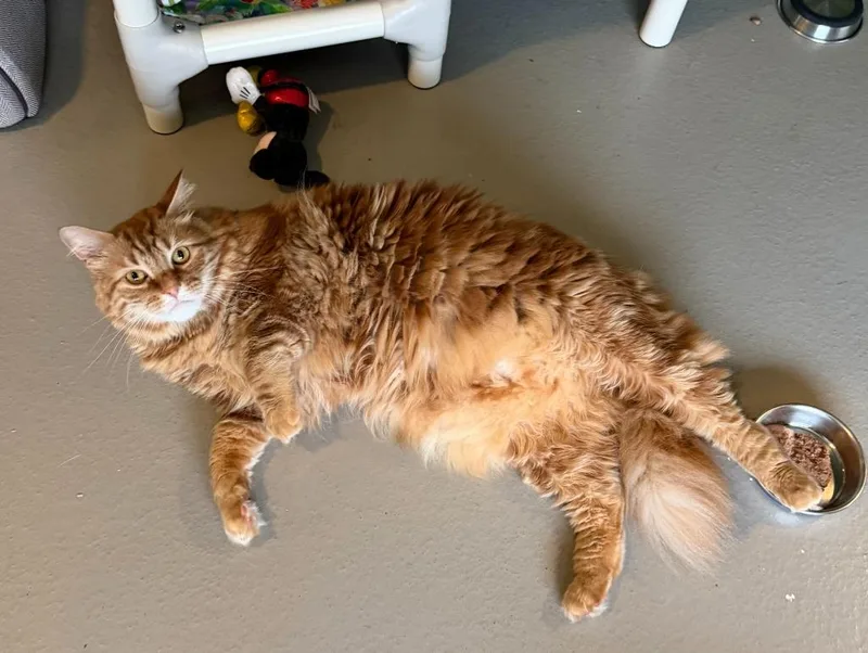 An adult small-sized male Domestic Long Hair cat named Ruckus for adoption in Hyde Park, NY