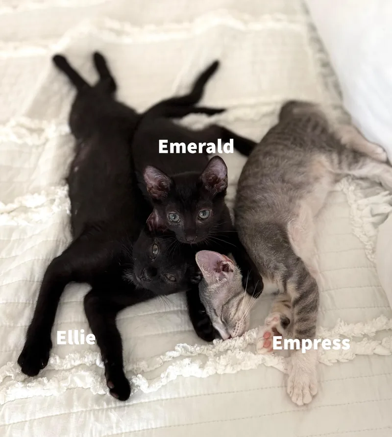A baby small-sized female Domestic Short Hair cat named Emerald for adoption in Honolulu, HI