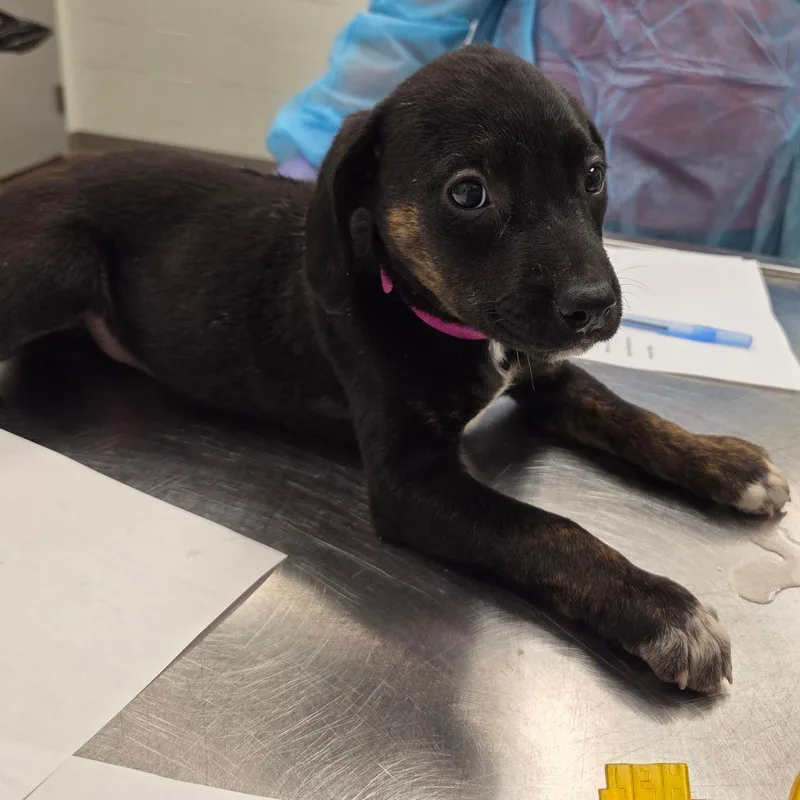 A baby small-sized female Black Hound dog named Javadi for adoption in Chattanooga, TN