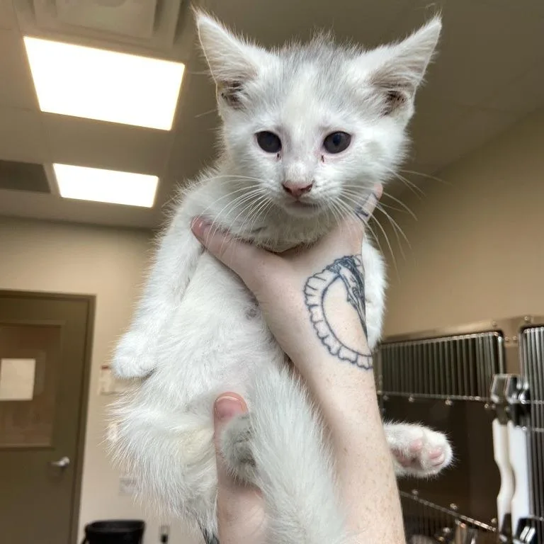 A baby small-sized male White Domestic Short Hair cat named Nostril for adoption in Washington Township, OH