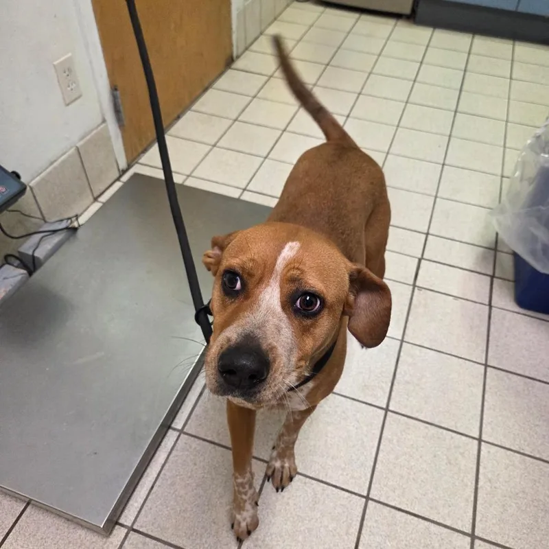 An adult medium-sized female Yellow / Tan / Blond / Fawn Mixed Breed dog named Ginger for adoption in Charleston, WV