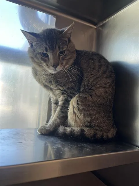 A young large-sized male Domestic Short Hair cat named Katze for adoption in Boston, MA