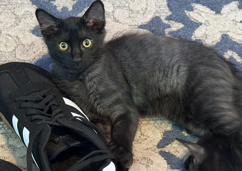 A baby small-sized male Domestic Medium Hair cat named Georgy for adoption in Tampa, FL