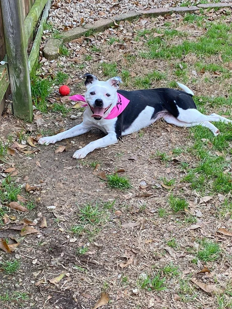 Luna Loving Sidekick thumbnail 3