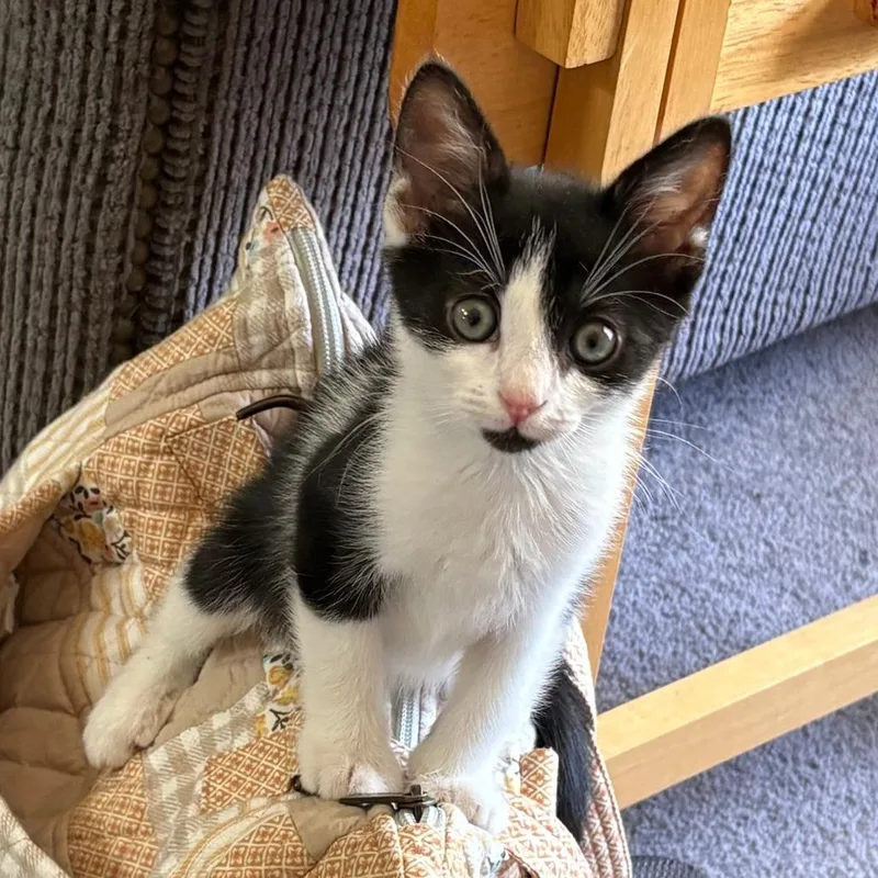 A baby small-sized male Black Domestic Short Hair cat named Christopher for adoption in York, PA