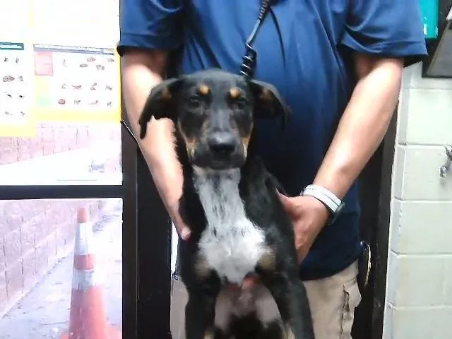 A baby small-sized female Plott Hound dog named Sylvia for adoption in Tulsa, OK