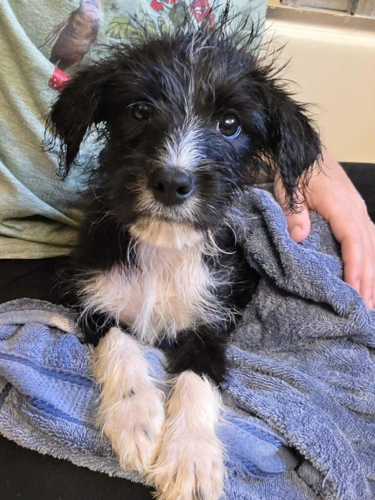A baby small-sized male Black Terrier dog named Gru for adoption in Red Hook, NY