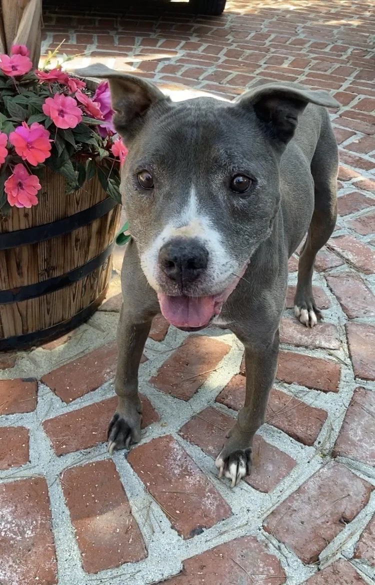 A senior medium-sized male Pit Bull Terrier dog named Angel for adoption in Beverly Hills, CA