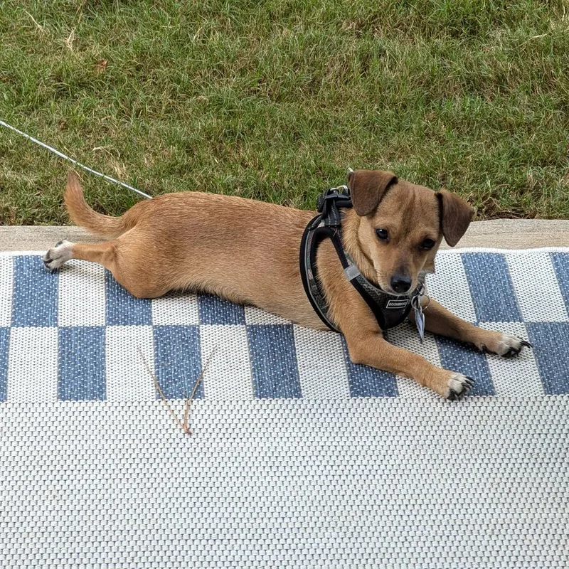 An adult small-sized male Chihuahua dog named Tommy for adoption in Wake Forest, NC