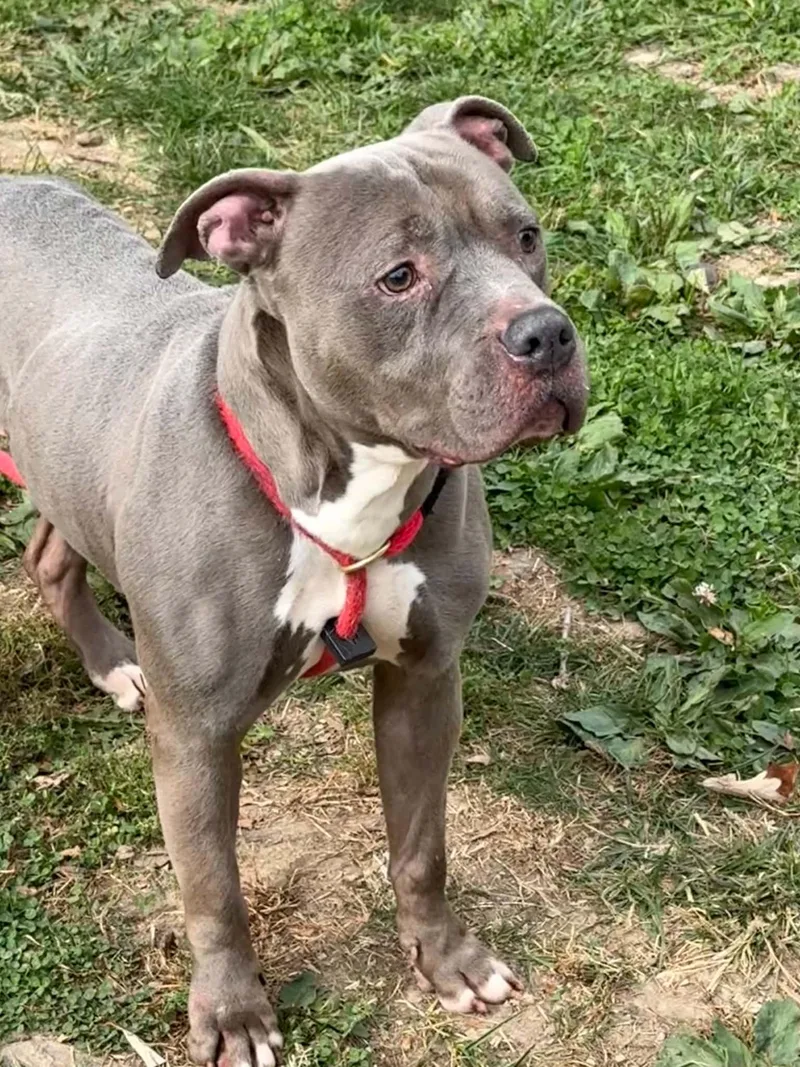 An adult medium-sized male Gray / Blue / Silver Pit Bull Terrier dog named Hulk for adoption in Springfield, IL