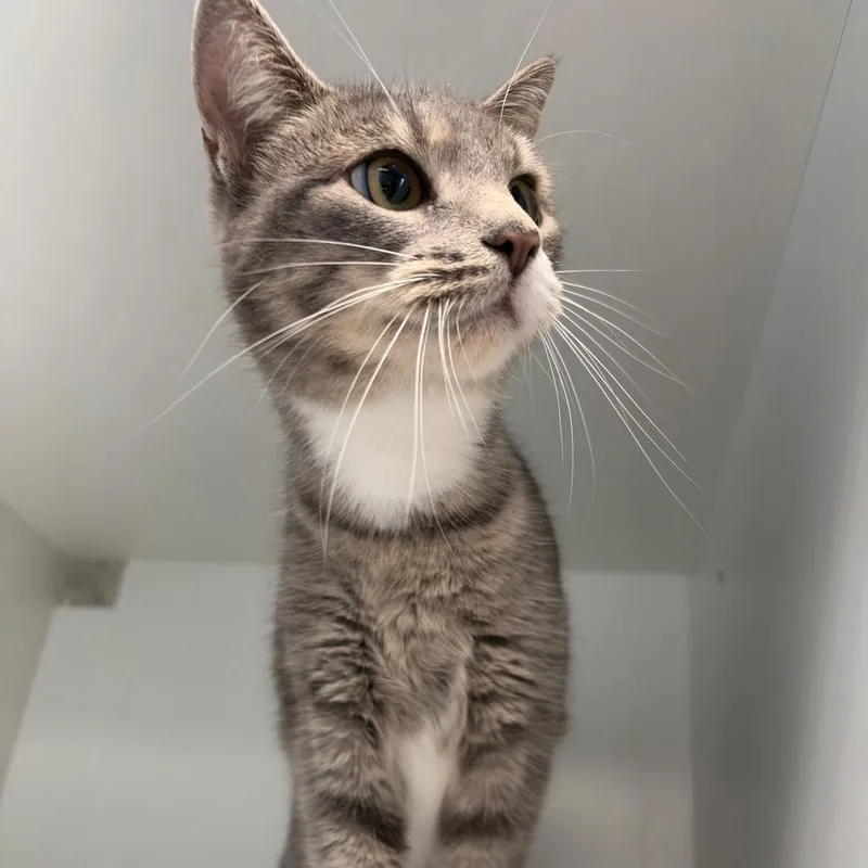 An adult medium-sized female Gray / Blue / Silver Domestic Short Hair cat named Lila for adoption in Port Richey, FL