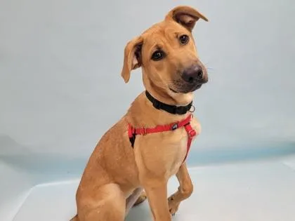 A baby large-sized female German Shepherd Dog dog named Leilani for adoption in Coon Rapids, MN