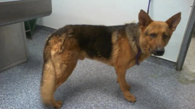An adult medium-sized male German Shepherd Dog dog named A for adoption in Charlotte, NC