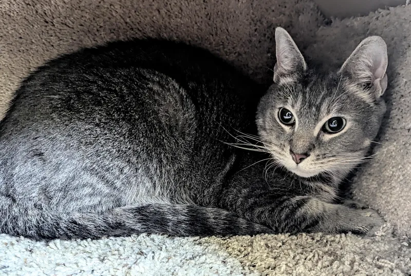 An adult medium-sized male Domestic Short Hair cat named Diego for adoption in Jackson, GA