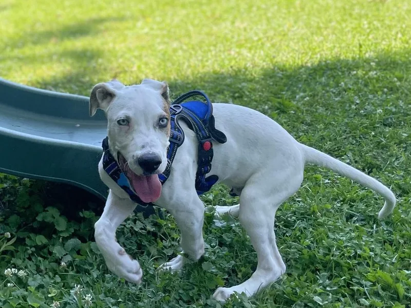 A baby large-sized male Tricolor (Brown, Black, & White) Mixed Breed dog named Snoops for adoption in Waunakee, WI