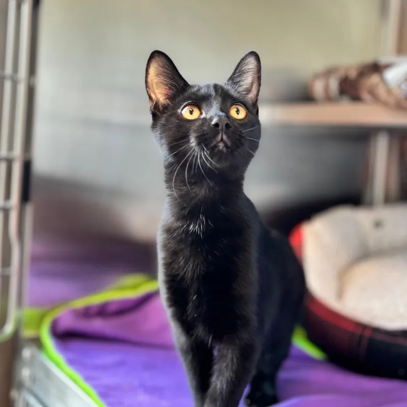 A young medium-sized female Black Domestic Short Hair cat named Miss Dolly for adoption in Nashville, IN