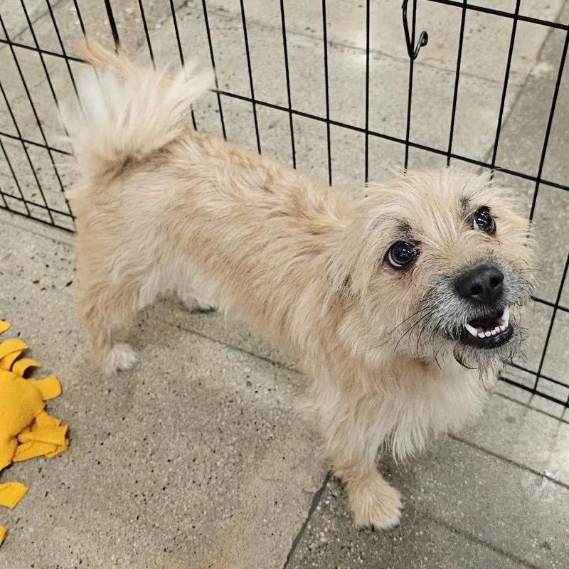 A young small-sized female Cairn Terrier dog named Chloe for adoption in Apple Valley, CA