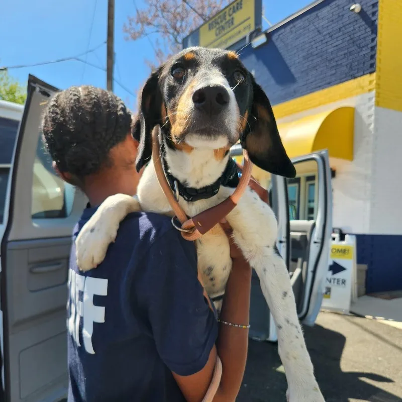 A baby medium-sized female Black Beagle dog named Goldie Pup: Kate for adoption in Falls Church, VA