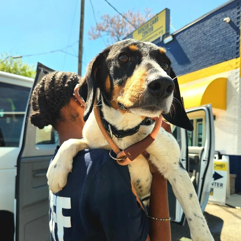 Goldie Pup: Kate thumbnail 2