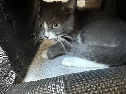 An adult medium-sized male Domestic Short Hair cat named Huckleberry for adoption in West Chester, PA