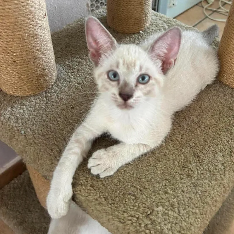 A baby small-sized female White Siamese cat named Toast for adoption in Rio Grande, PR