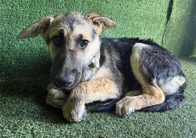 A baby small-sized female German Shepherd Dog dog named Tiffany for adoption in Lancaster, CA