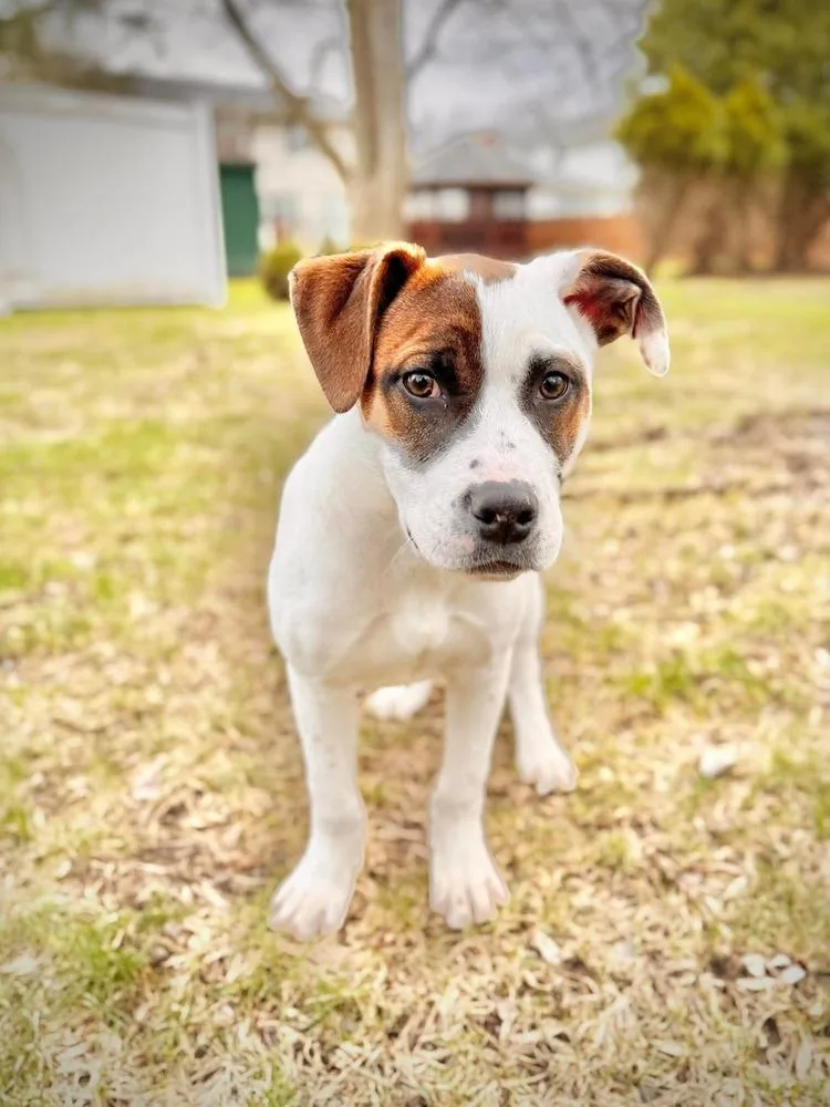 Dumpling thumbnail 2