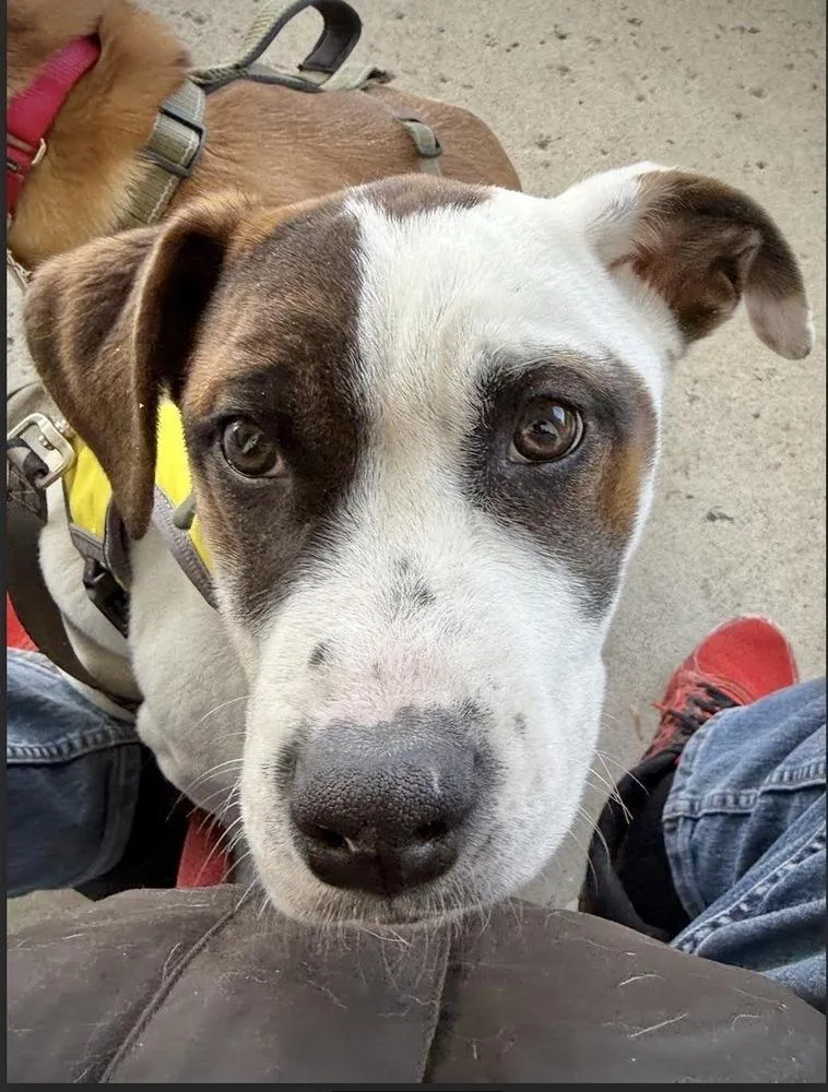 Dumpling thumbnail 4