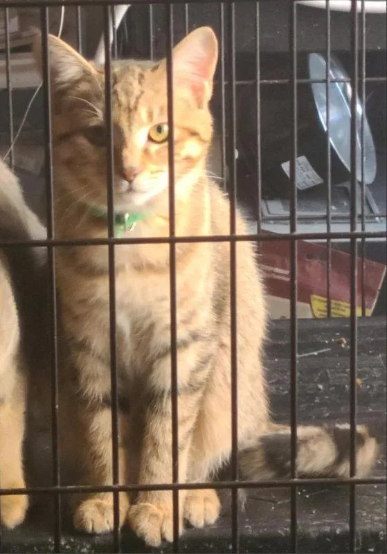 A young medium-sized female Tabby cat named Fern for adoption in Georgetown, KY