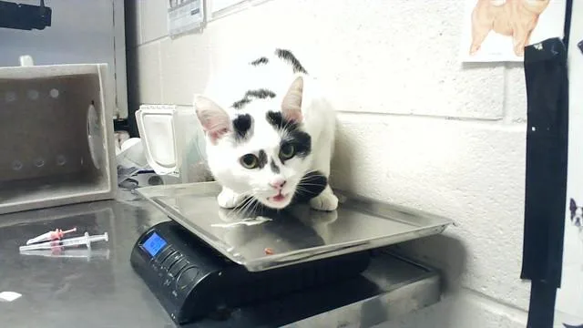 A young large-sized male Domestic Short Hair cat named Domino for adoption in Fayetteville, NC