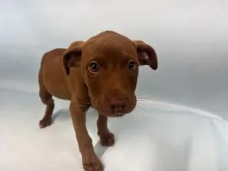 A baby large-sized female Labrador Retriever dog named Olivia for adoption in Woodbury, MN