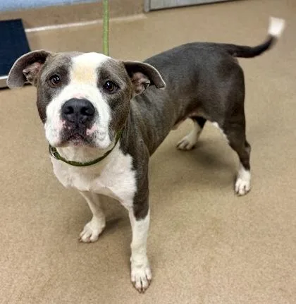 An adult large-sized male Mixed Breed dog named Coleman for adoption in Chamblee, GA