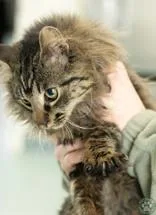 An adult medium-sized male Tabby (Brown / Chocolate) Domestic Medium Hair cat named Wink for adoption in Potsdam, NY