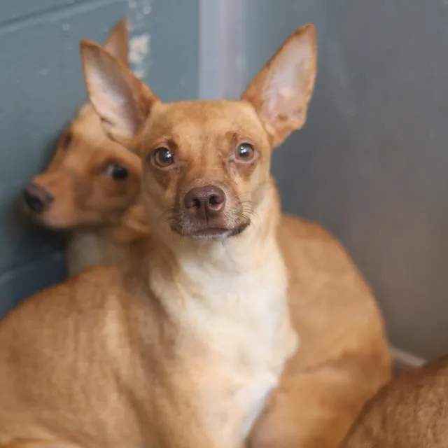 A young small-sized female Chihuahua dog named A for adoption in San Antonio, TX