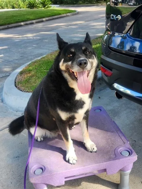 An adult large-sized female Alaskan Malamute dog named Sweet MAMA Grace for adoption in Santa Fe, TX