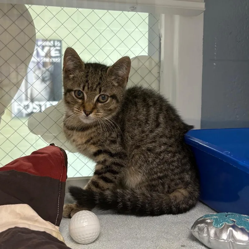 A baby small-sized male Brown / Chocolate Domestic Short Hair cat named Ted for adoption in East Hanover, NJ