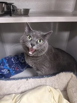 A senior medium-sized female Domestic Short Hair cat named Kiwi for adoption in East Brookfield, MA